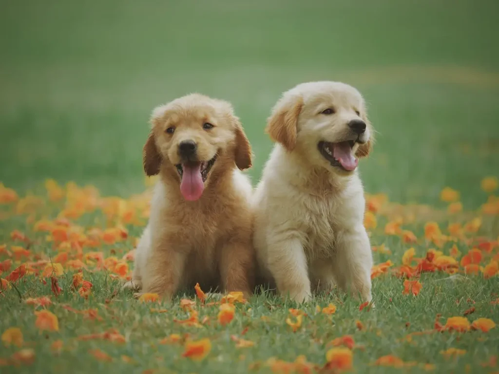 cute twin dogs
