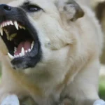 Managing Aggressive Dog Behavior: Discipline, Growls, and Bites