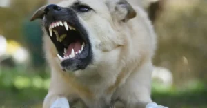 Read more about the article Managing Aggressive Dog Behavior: Discipline, Growls, and Bites