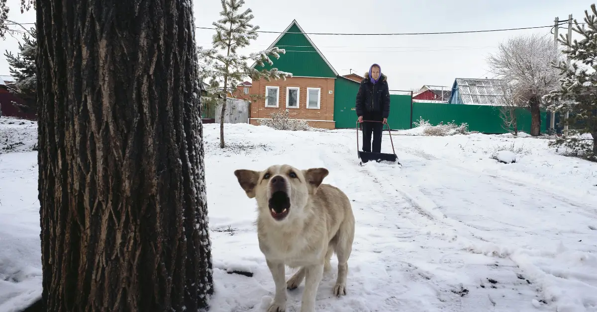 You are currently viewing Stop a Dog from Demand Barking: Effective Steps to Silence It