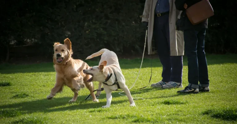 two dogs playing